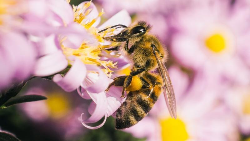 Mierea albastră: cum este obținută. Ce beneficii are acest superaliment