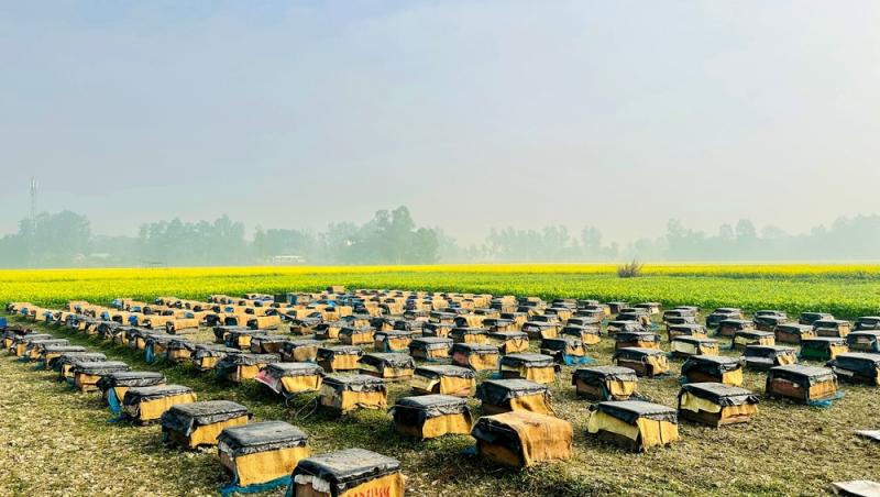 Mierea albastră: cum este obținută. Ce beneficii are acest superaliment