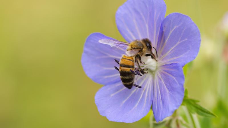 Mierea albastră: cum este obținută. Ce beneficii are acest superaliment
