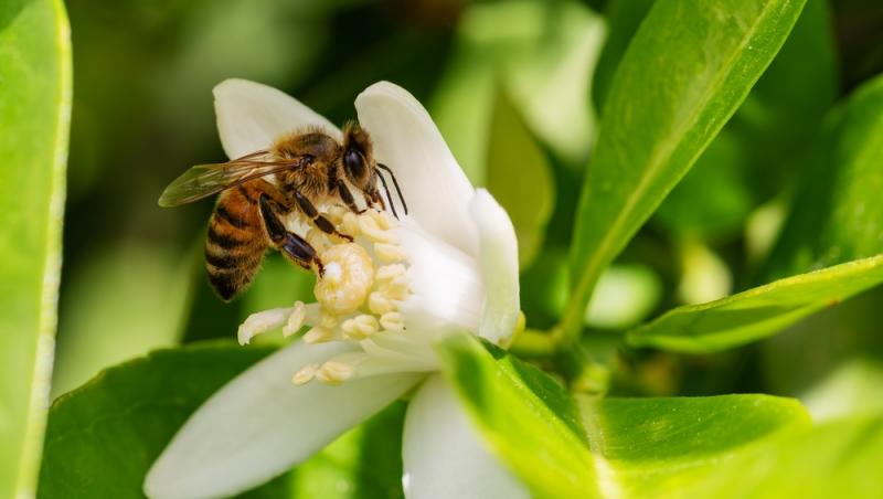 Mierea albastră: cum este obținută. Ce beneficii are acest superaliment