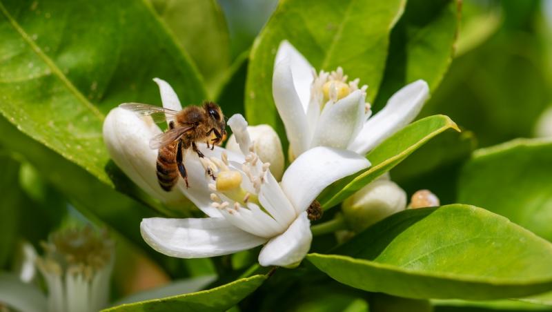 Mierea albastră: cum este obținută. Ce beneficii are acest superaliment