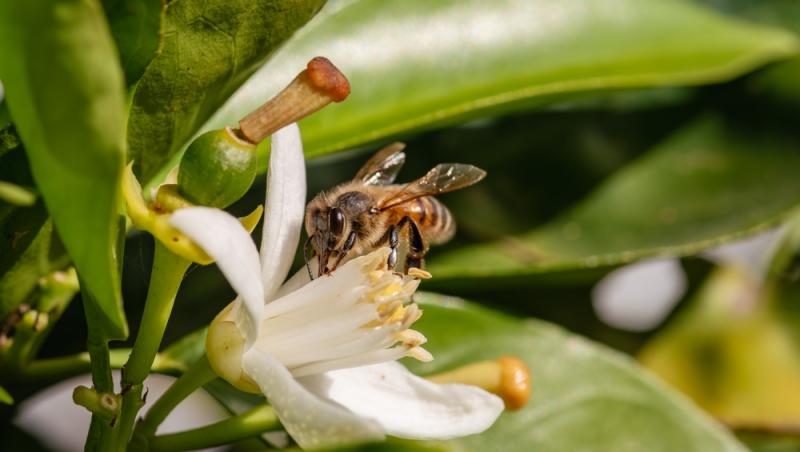 Mierea albastră: cum este obținută. Ce beneficii are acest superaliment