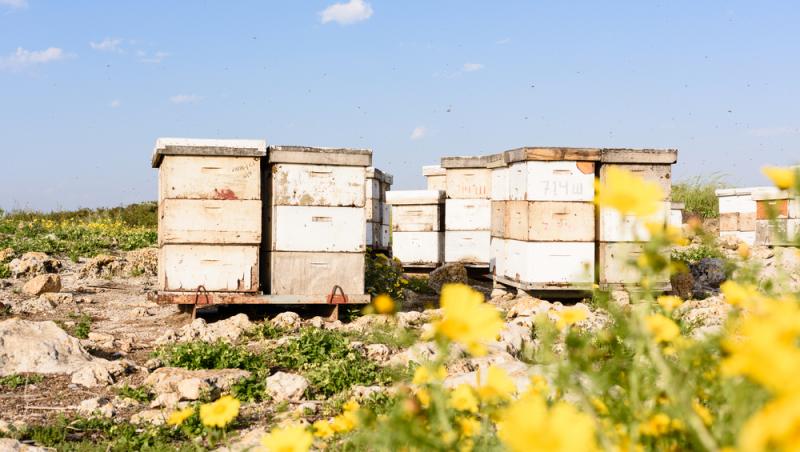 Mierea albastră: cum este obținută. Ce beneficii are acest superaliment