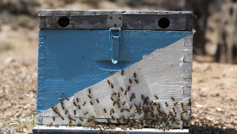 Mierea albastră: cum este obținută. Ce beneficii are acest superaliment