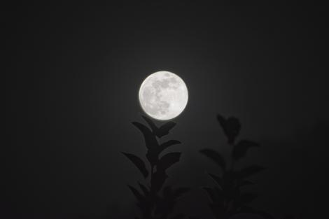 Ce este Beaver Supermoon, când se poate vedea în noiembrie și cum afectează fiecare zodie în parte