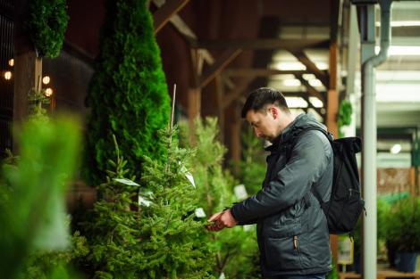 Prețuri uriașe la primii brazi de Crăciun apăruți pe piață. Cât costă un brad natural și cât costă unul artificial