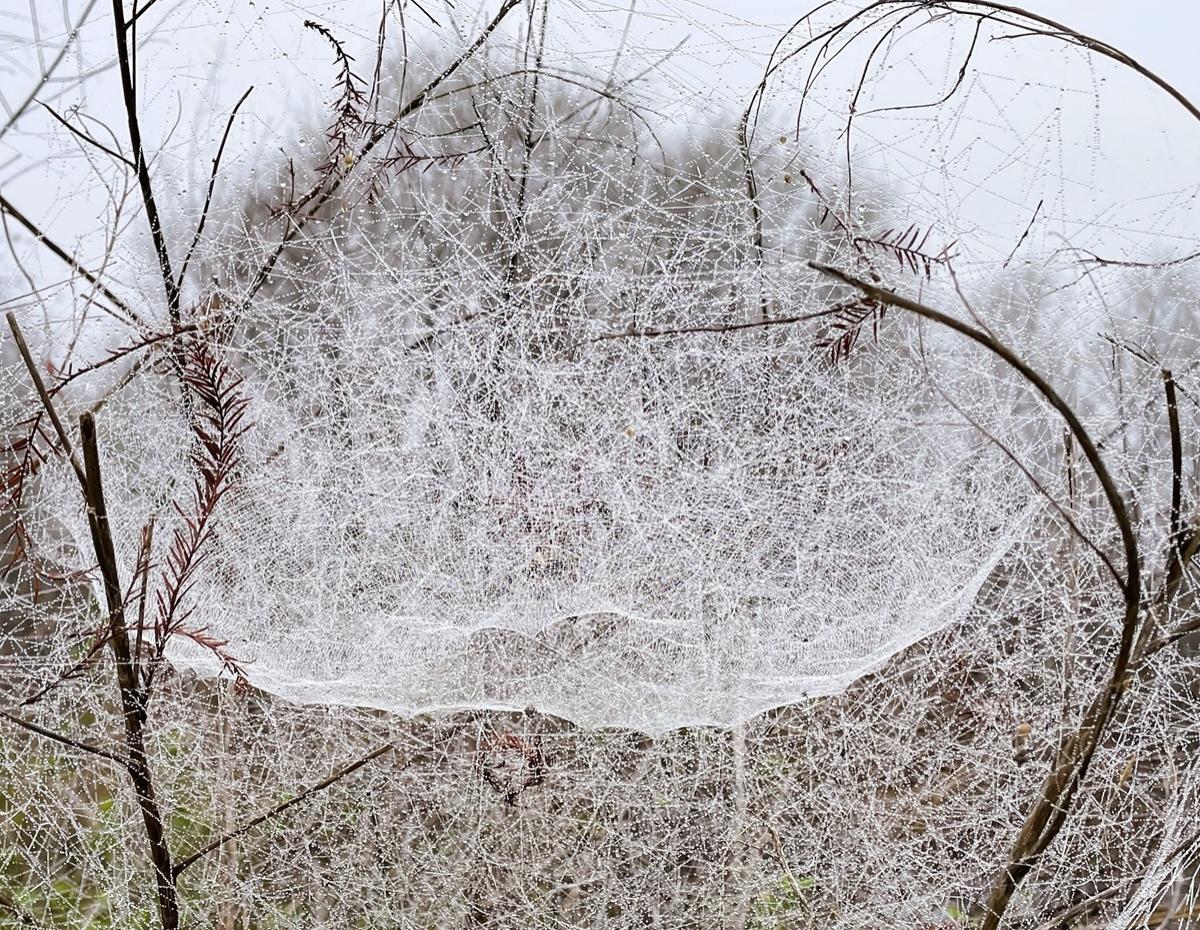 Cea mai mare pânză de păianjen descoperită vreodată. Cum arată structura în care trăiesc peste 111.000 de arahnide