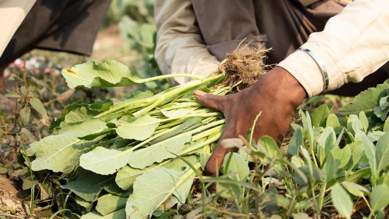 Treburile casnice prestate de femei sunt plătite de stat. Ce țară a adoptat acest sistem