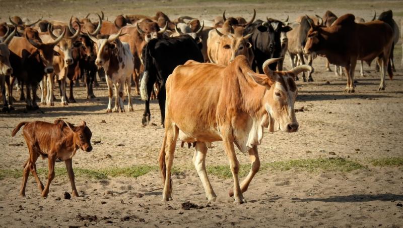 Treburile casnice prestate de femei sunt plătite de stat. Ce țară a adoptat acest sistem