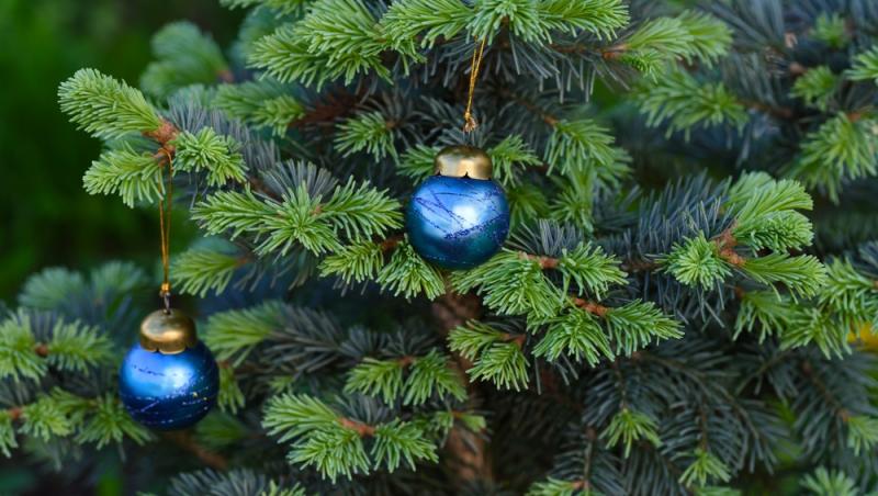 Maeștrii Feng Shui, despre influența culorilor în energia casei. În ce nuanțe să împodobești bradul în 2025 pentru prosperitate