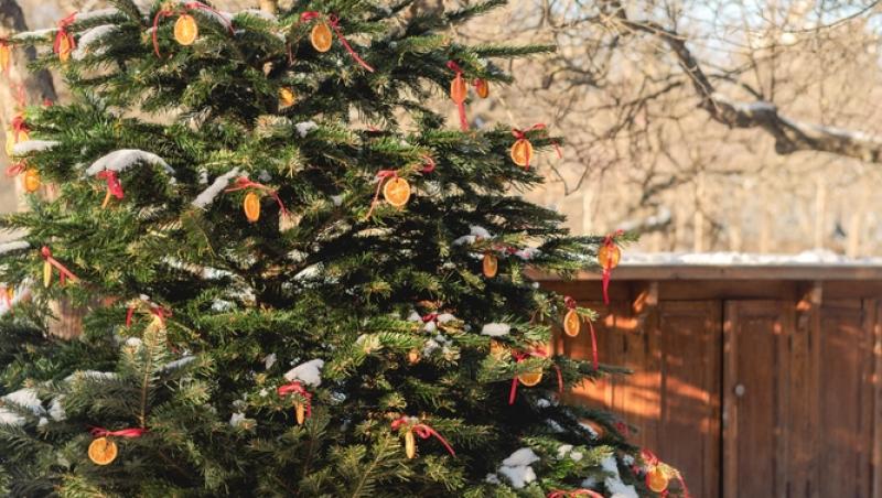 Maeștrii Feng Shui, despre influența culorilor în energia casei. În ce nuanțe să împodobești bradul în 2025 pentru prosperitate