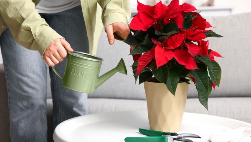 O femeie care udă crăciunița de pe masă