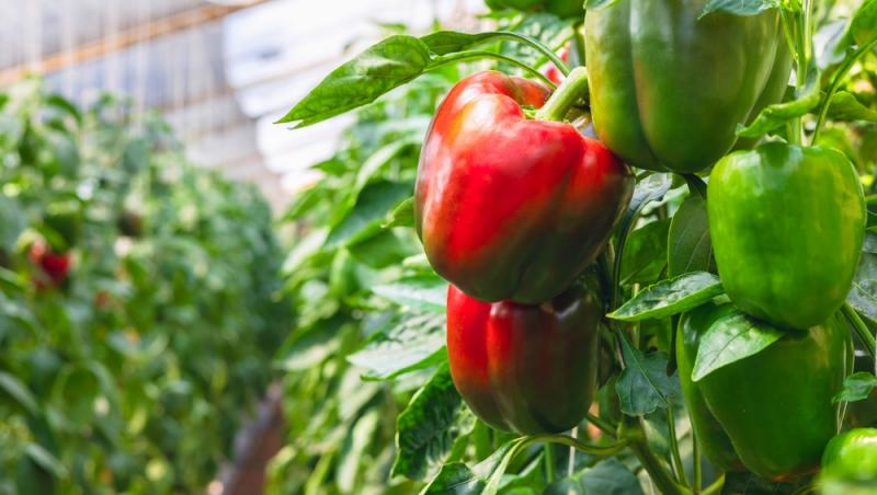 Ardeiul gras, unul dintre cele mai nutritive legume din familia Solanaceelor. Cât de periculoasă este această familie de plante