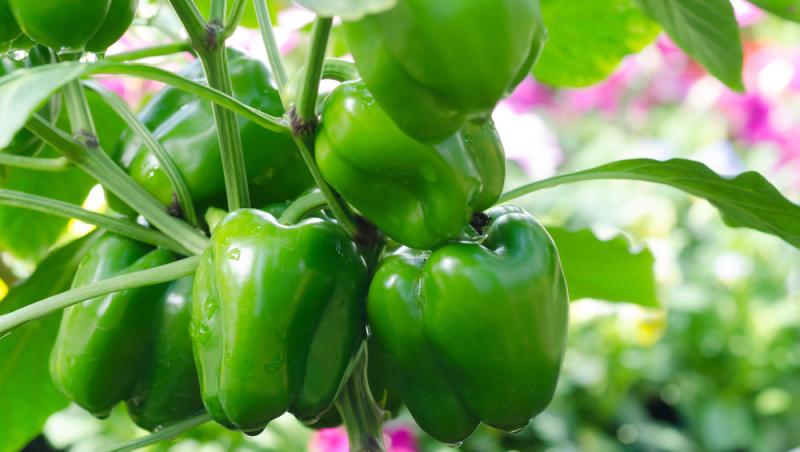 Ardeiul gras, unul dintre cele mai nutritive legume din familia Solanaceelor. Cât de periculoasă este această familie de plante