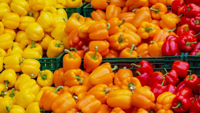 Ardeiul gras, unul dintre cele mai nutritive legume din familia Solanaceelor. Cât de periculoasă este această familie de plante