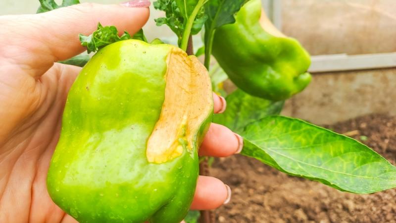 Ardeiul gras, unul dintre cele mai nutritive legume din familia Solanaceelor. Cât de periculoasă este această familie de plante