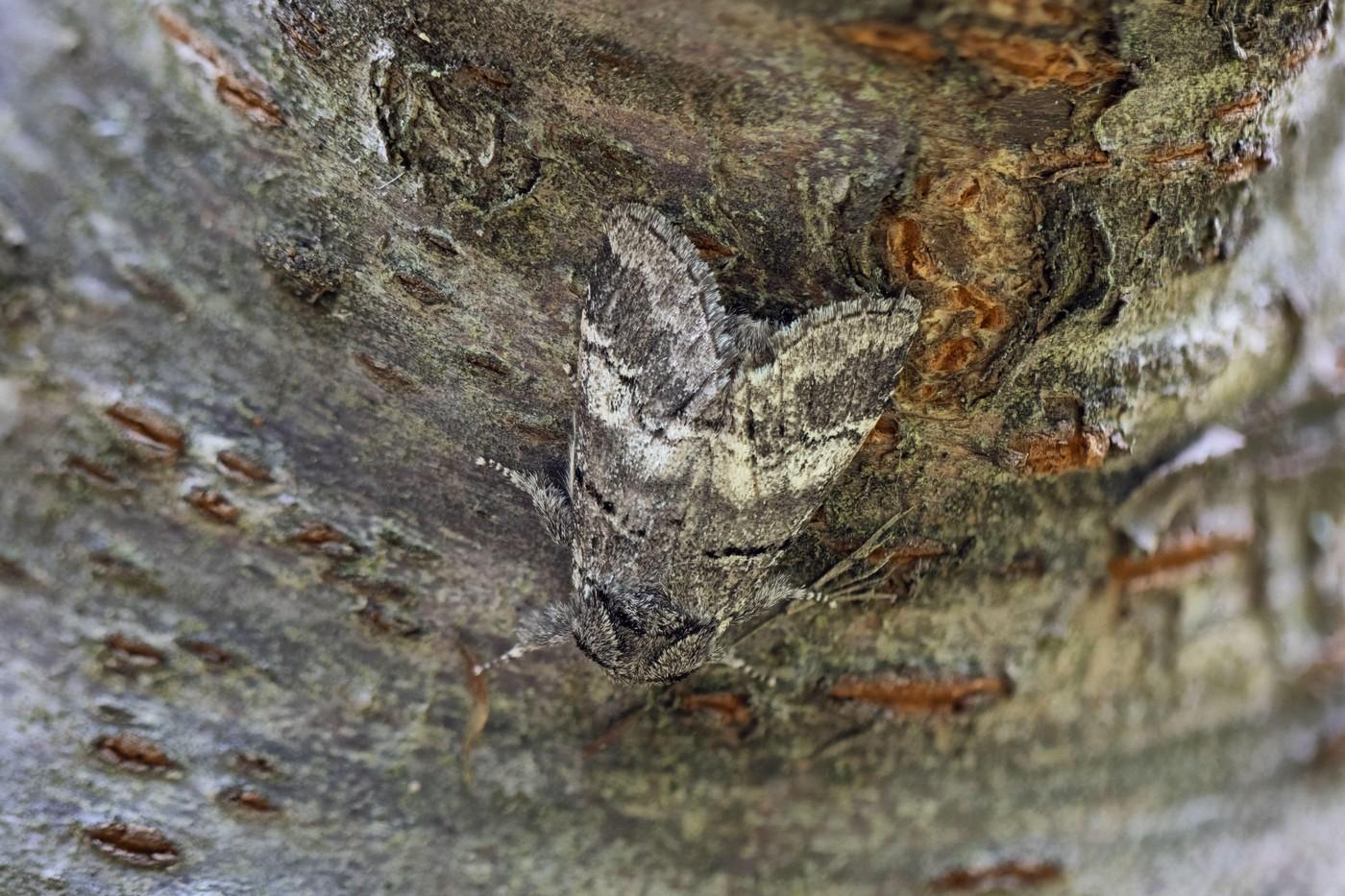 imagine cu o molie pe un copac