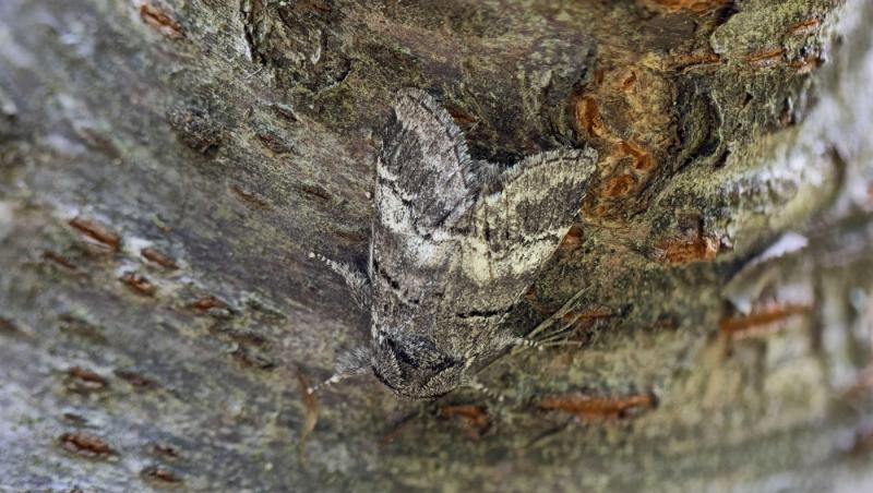 imagine cu o molie pe un copac