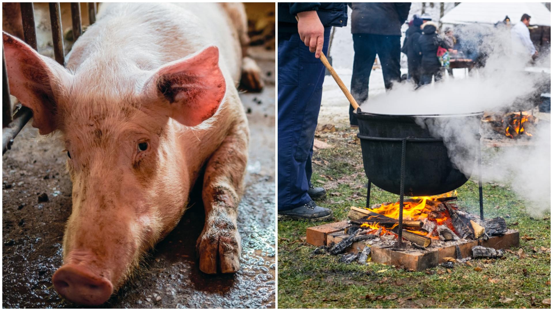 Colaj foto cu un porc și un bărbat care prepară carne la ceaun