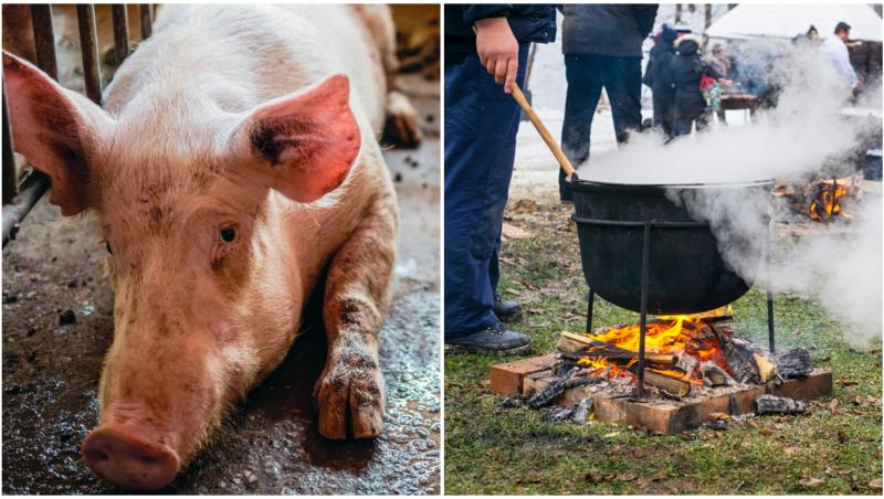 Colaj foto cu un porc și un bărbat care prepară carne la ceaun