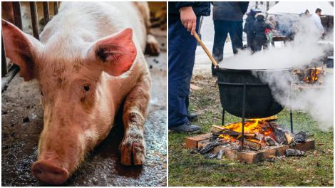 Tradiții și obiceiuri de Ignat 2025. Ce se face și ce trebuie să eviți cu orice preț atunci c&acirc;nd se sacrifică porcii de Crăciun