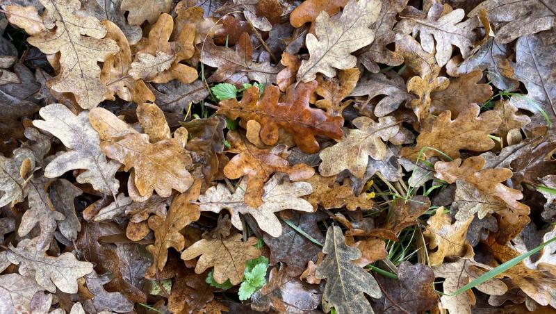 imagine cu frunze ruginii de toamna