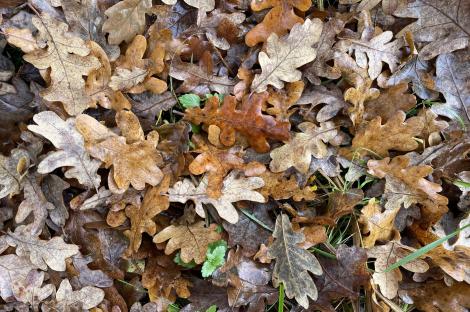 Iluzie optică virală! Privește poza și descoperă unde se află pisica, de fapt. Animalul nu e deloc ascuns. Care e răspunsul