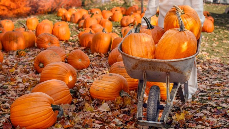 Dovlecii rămași după Halloween, un motiv de îngrijorare. La ce ar putea fi folosiți