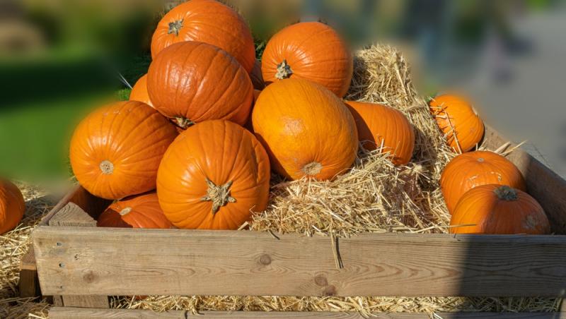 Dovlecii rămași după Halloween, un motiv de îngrijorare. La ce ar putea fi folosiți