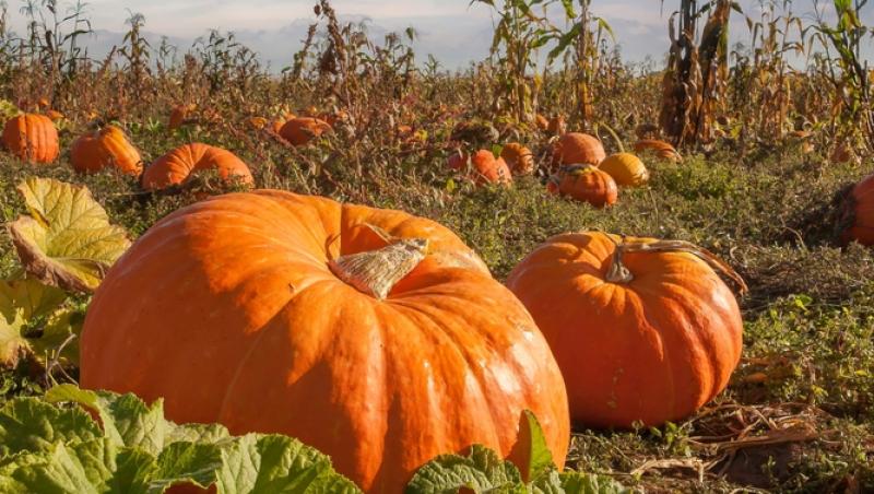 Dovlecii rămași după Halloween, un motiv de îngrijorare. La ce ar putea fi folosiți