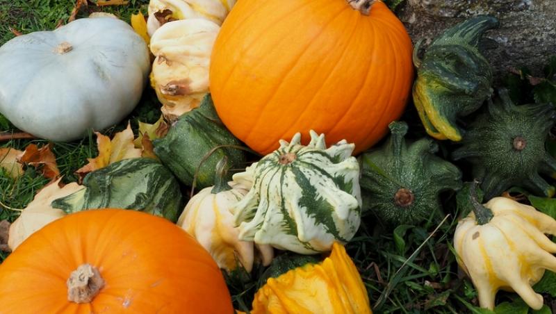 Dovlecii rămași după Halloween, un motiv de îngrijorare. La ce ar putea fi folosiți