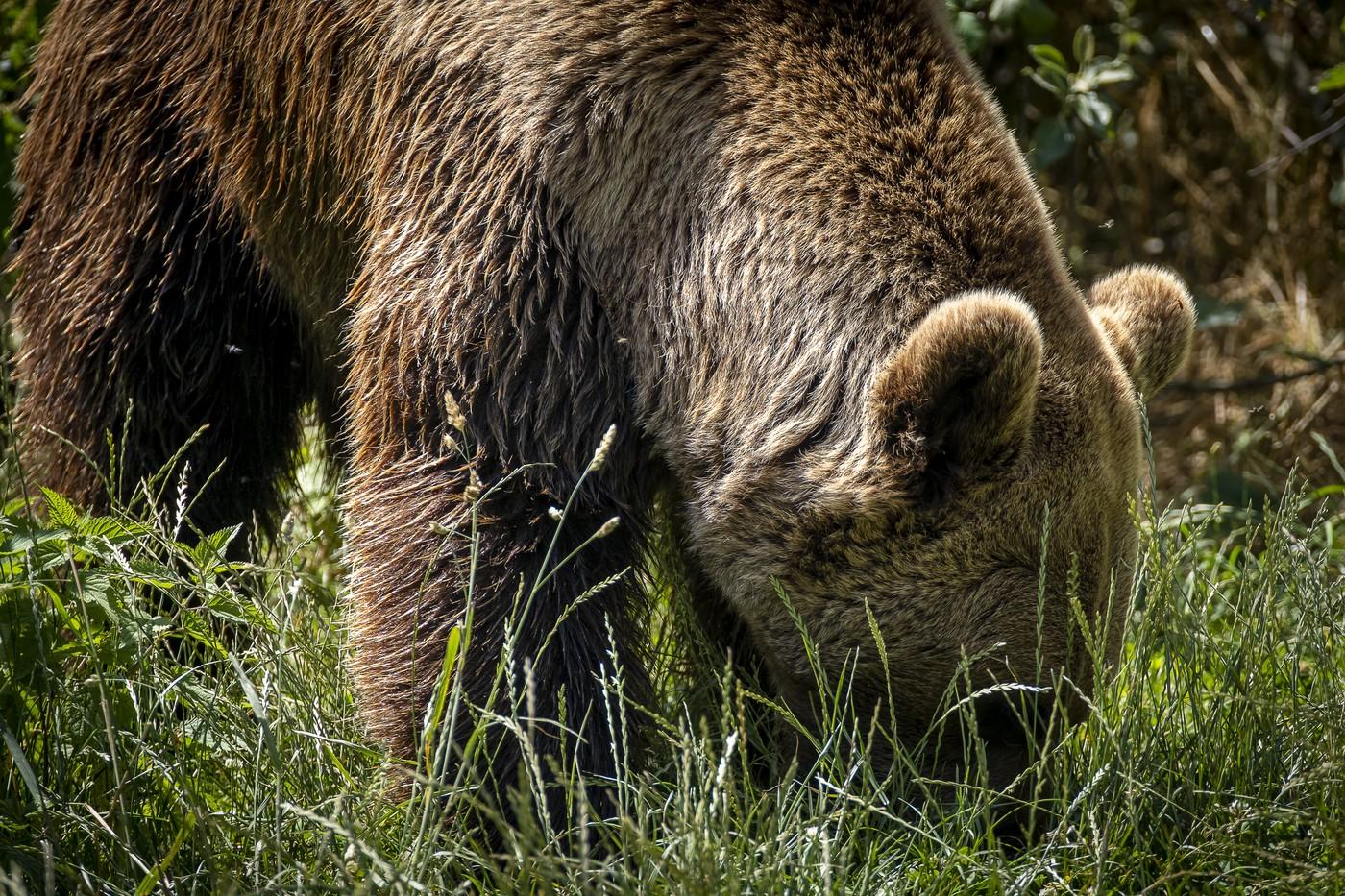 Un urs a fost filmat în preajma unui mall din Brașov! Ce s-a văzut în imagini. Românii au făcut spectacol în comentarii