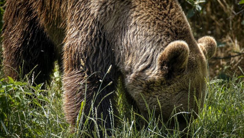 imagine cu un urs maro