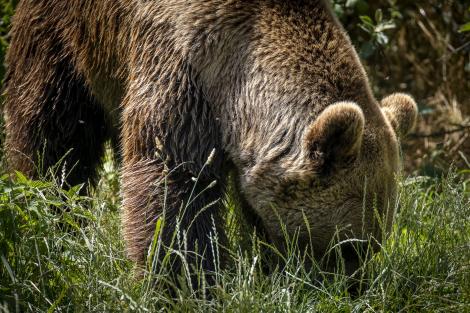 Un urs a fost filmat în preajma unui mall din Brașov! Ce s-a văzut în imagini. Românii au făcut spectacol în comentarii