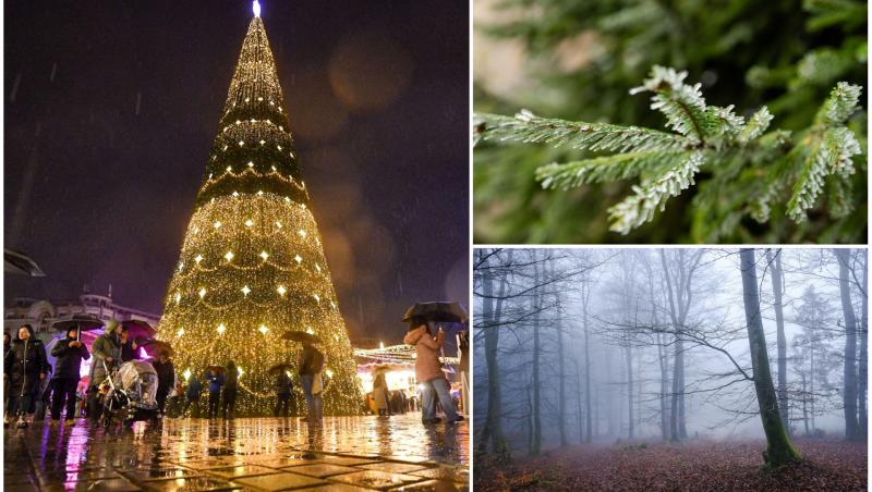 colaj foto cu brad de craciun, creanga de brad si padure cu ceata