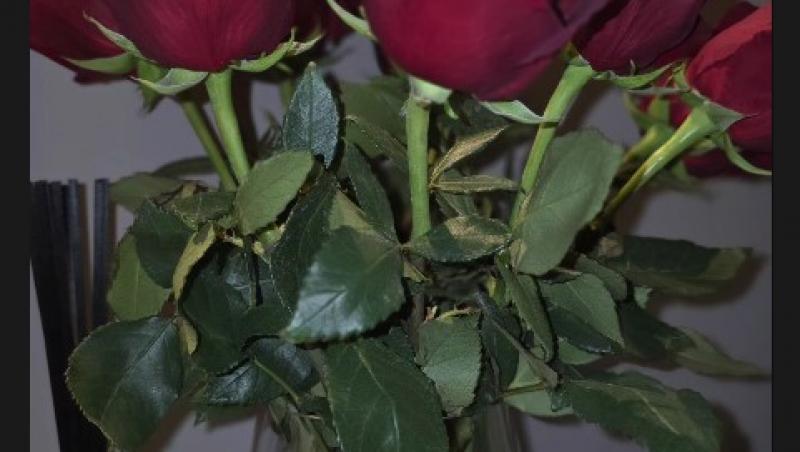 Bella Santiago, sărbători fără soț. Ce a spus la plecarea lui Nicu Grigore la Survivor