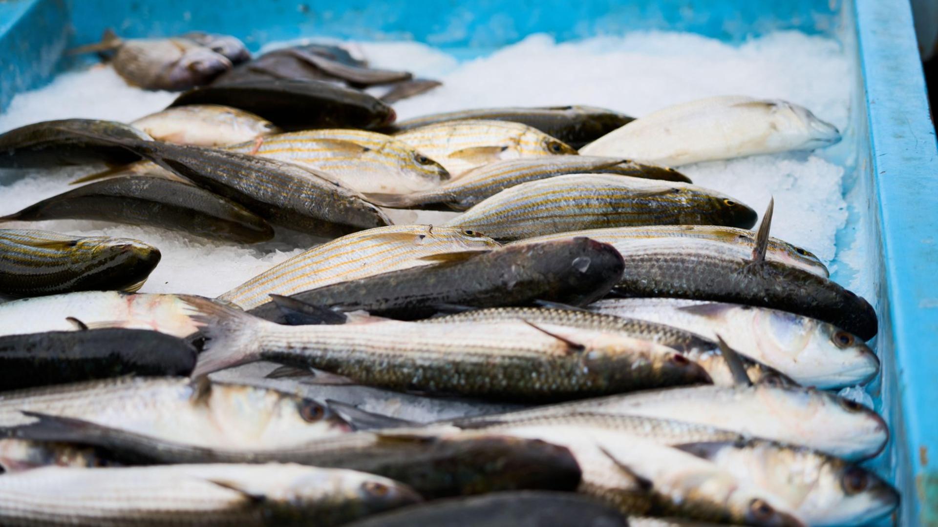 Sute de kilograme de pește infestat cu larve retrase de la vânzare. În ce oraș din România s-a găsit totul