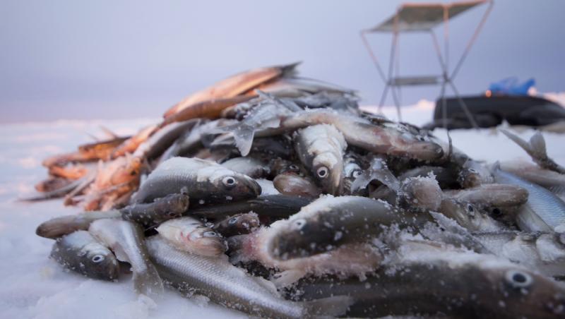 Sute de kilograme de pește infestat cu larve retrase de la vânzare. În ce oraș din România s-a găsit totul