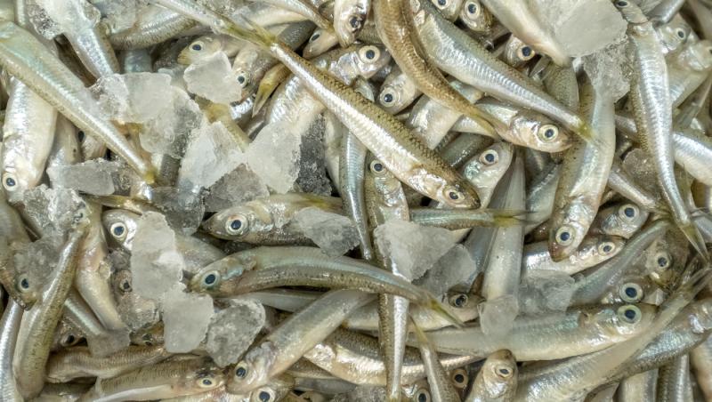 Sute de kilograme de pește infestat cu larve retrase de la vânzare. În ce oraș din România s-a găsit totul