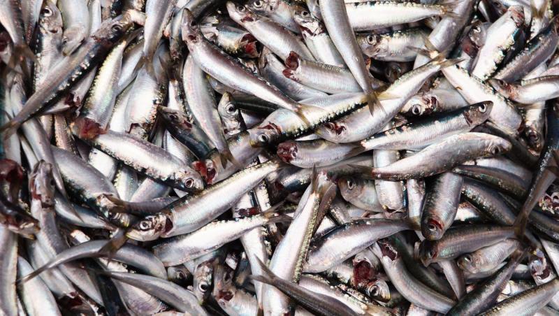 Sute de kilograme de pește infestat cu larve retrase de la vânzare. În ce oraș din România s-a găsit totul