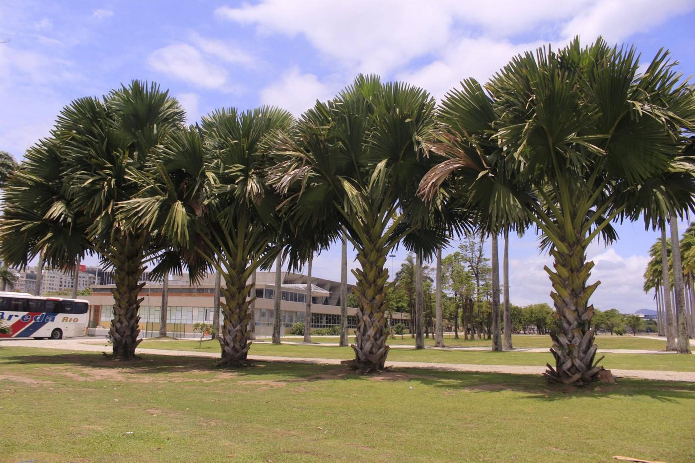 Cum arată un palmier înflorit. Fenomenul are loc o dată la 60 de ani | FOTO