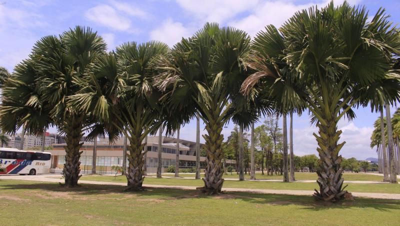 palmieri în parcul flamengo din rio de janeiro