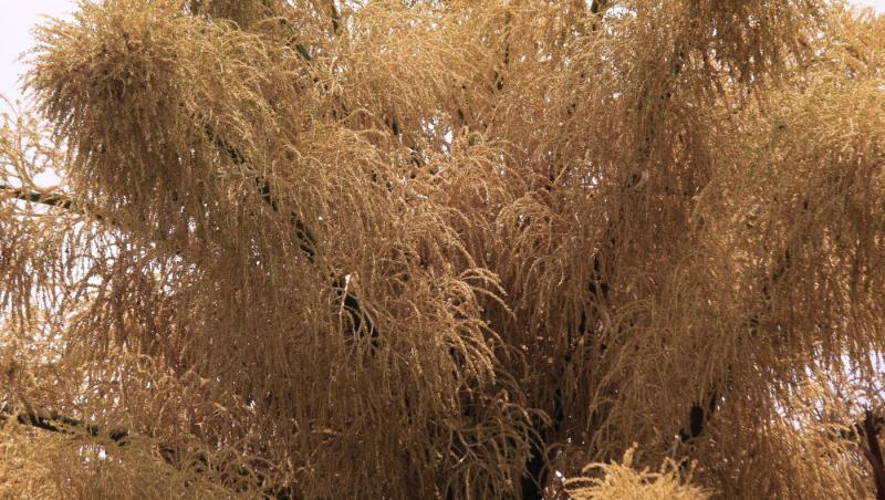 Cum arată un palmier înflorit. Fenomenul are loc o dată la 60 de ani | FOTO