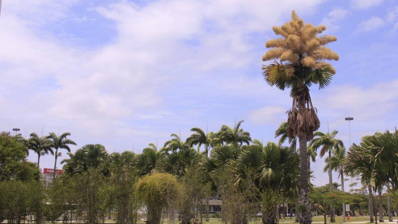 Cum arată un palmier înflorit. Fenomenul are loc o dată la 60 de ani | FOTO