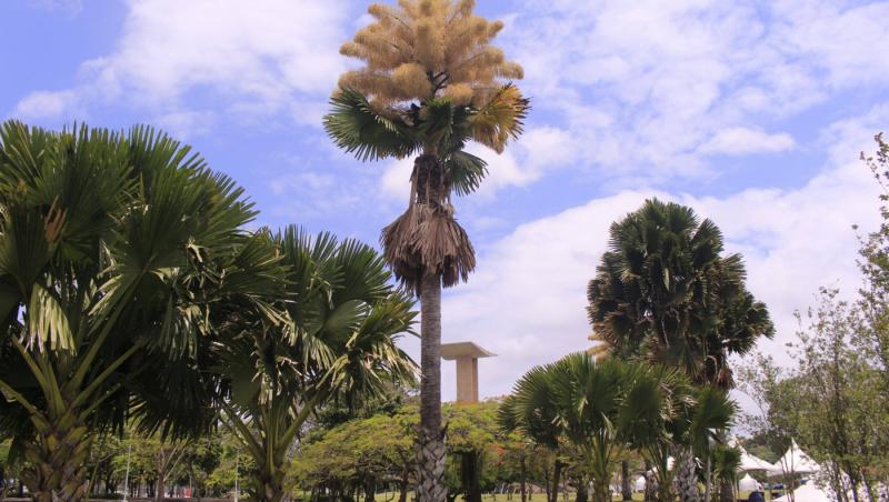 Cum arată un palmier înflorit. Fenomenul are loc o dată la 60 de ani | FOTO