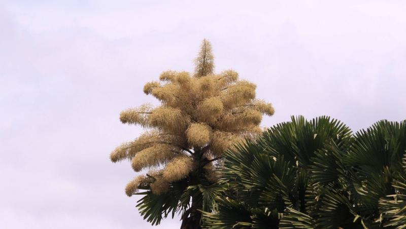 Cum arată un palmier înflorit. Fenomenul are loc o dată la 60 de ani | FOTO