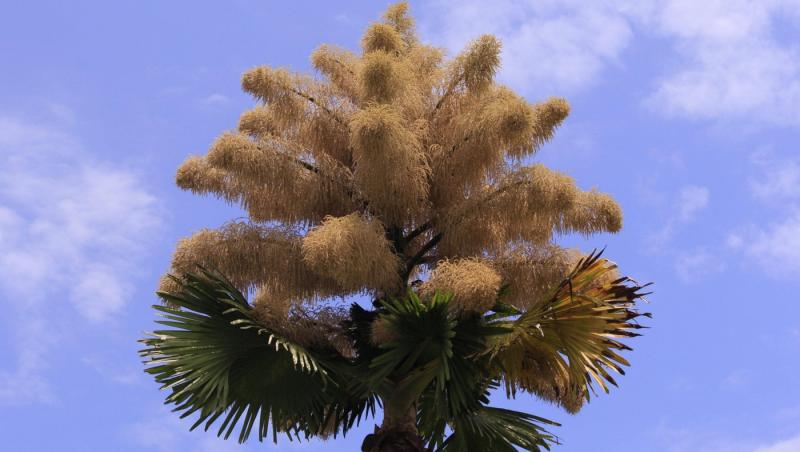 Cum arată un palmier înflorit. Fenomenul are loc o dată la 60 de ani | FOTO