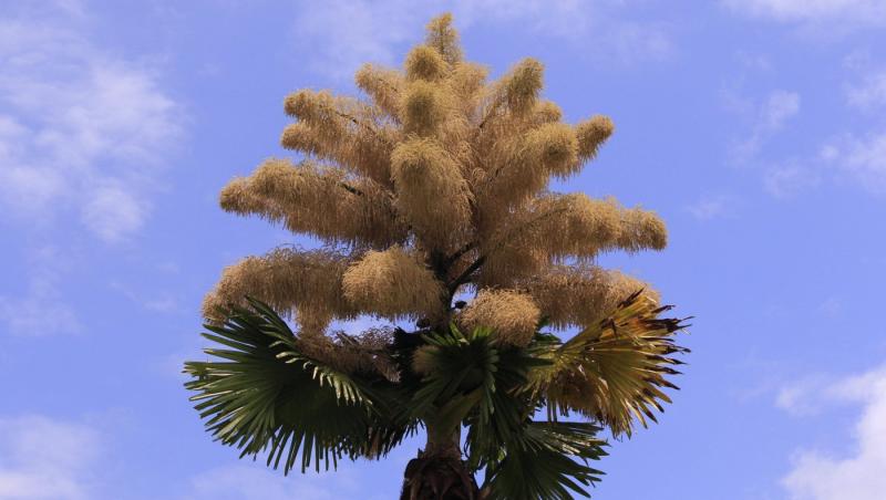 Cum arată un palmier înflorit. Fenomenul are loc o dată la 60 de ani | FOTO