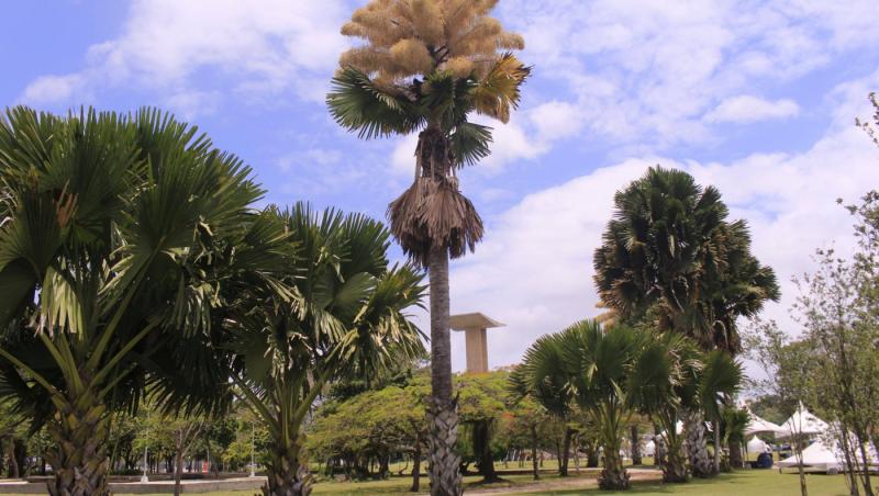 Cum arată un palmier înflorit. Fenomenul are loc o dată la 60 de ani | FOTO