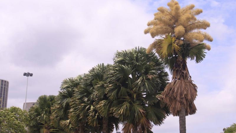 Cum arată un palmier înflorit. Fenomenul are loc o dată la 60 de ani | FOTO